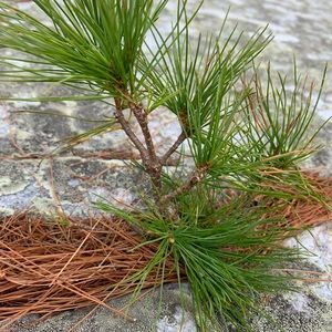 Meet your Posher, Avery